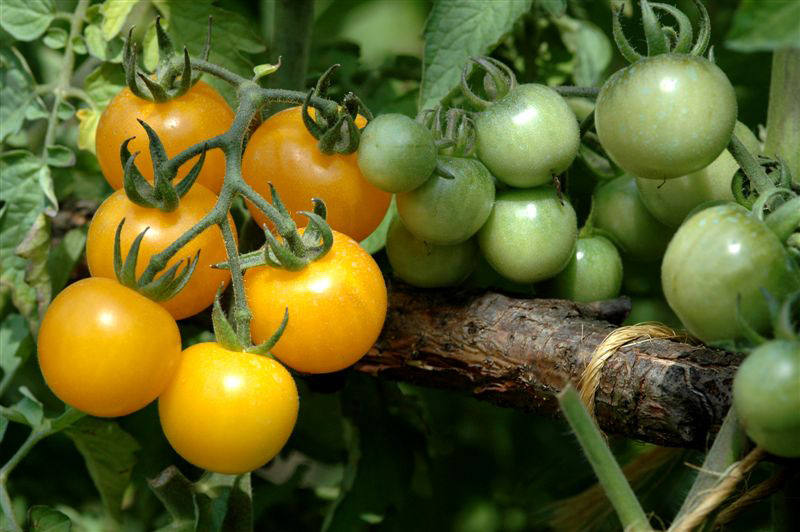 tomates2.jpg