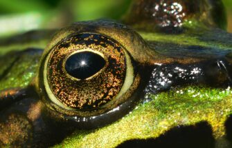 Image de Biodiversité, mon trésor