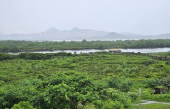 Image de Tous autour des mangroves