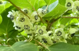 Image de 绿野寻踪：国家植物园生态科普之旅