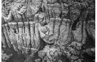 Image de 伊拉尼·伊露斯