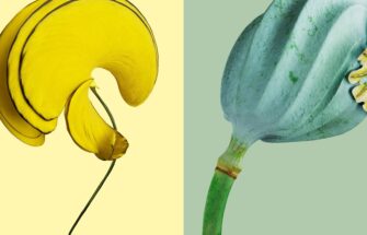 Image de 未知植物