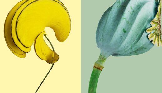 Image de Flora Incognita