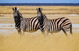 Image de Protéger la faune sauvage au-delà des frontières : quels défis pour le droit et la coopération internationale ?