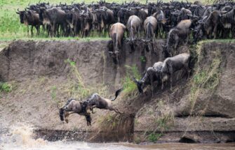 Image de Protéger la faune sauvage au-delà des frontières : quels défis pour le droit et la coopération internationale ?